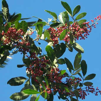 Aroeira