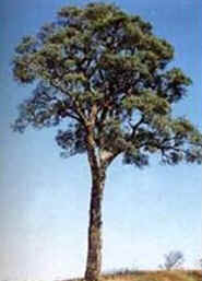 Aroeira