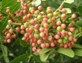 Aroeira