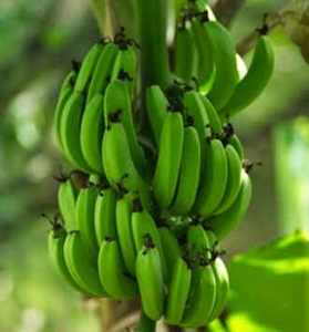 Bananeira