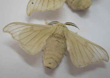 Bicho-da-Seda