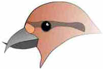 Bicos das Aves