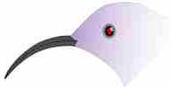 Bicos das Aves