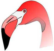 Bicos das Aves