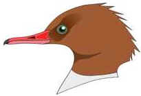 Bicos das Aves