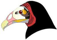 Bicos das Aves