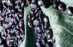 Biodiesel
