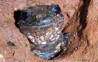 Bioespeleologia
