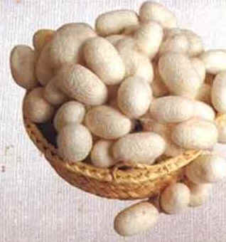 Borboletas