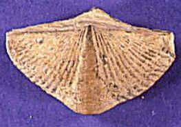 Brachiopoda