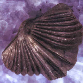 Brachiopoda