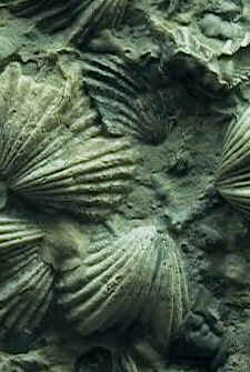 Brachiopoda