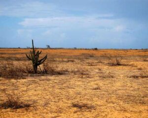 Caatinga