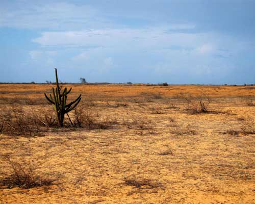 Caatinga