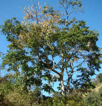 Cabreúva