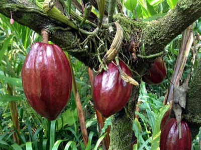 Cacaueiro