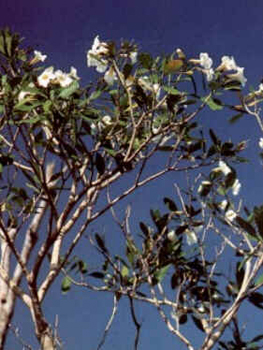 Caixeta