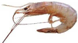 Camarão