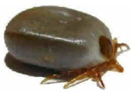Carrapato