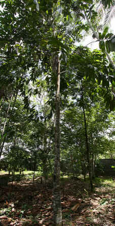 Castanheira