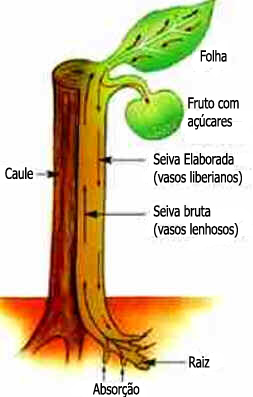 Caule