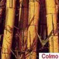 Caule