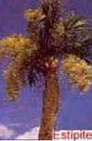 Caule