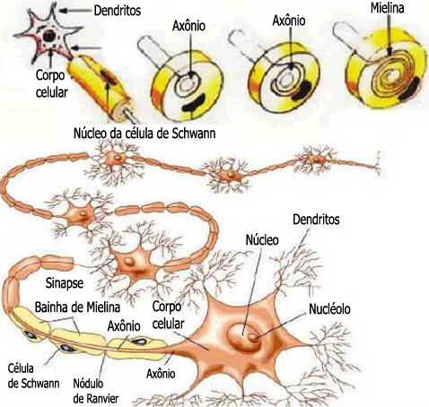 Células de Schwann Células de Schwann