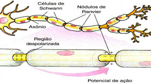 Células de Schwann