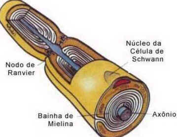 Células de Schwann