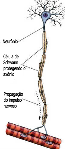 Células de Schwann Células de Schwann