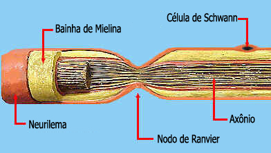 Células de Schwann
