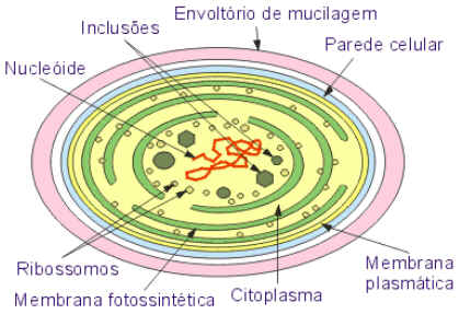 Cianobactérias