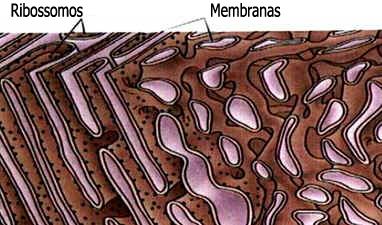 Citoplasma Citoplasma