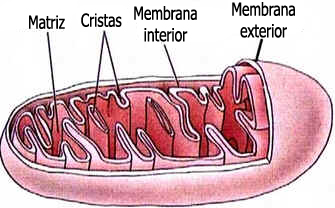 Citoplasma Citoplasma