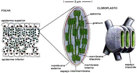 Citoplasma Citoplasma