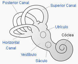 Cóclea
