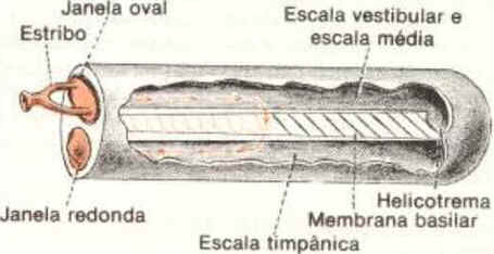 Cóclea