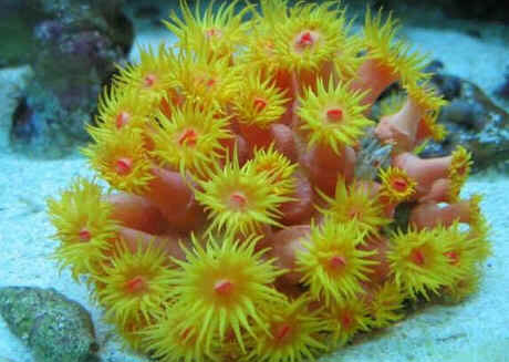 Coral Sol