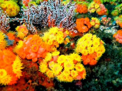 Coral Sol