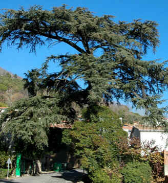 Cedro