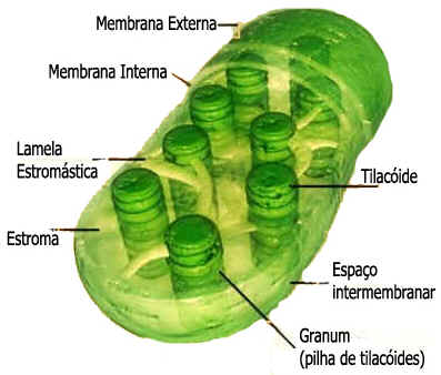 Célula Vegetal