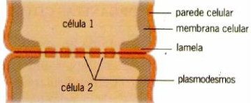 Célula Vegetal