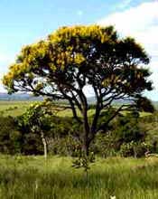 Cerrado Brasileiro