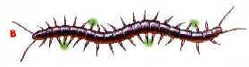 Chilopoda e Diplopoda