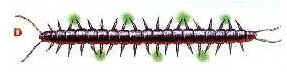 Chilopoda e Diplopoda