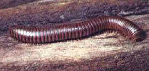 Chilopoda e Diplopoda
