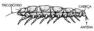 Chilopoda e Diplopoda