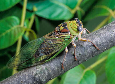 Cigarra Cigarra