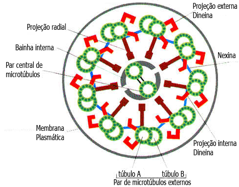 Cílios e Flagelos